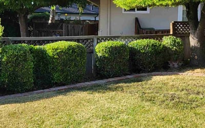 Photo of Mark S.'s yard after getting landscaping in Santa Clara, CA