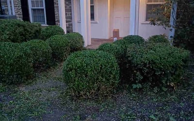 Photo of Mary N.'s yard after getting tree care in West Chester, PA