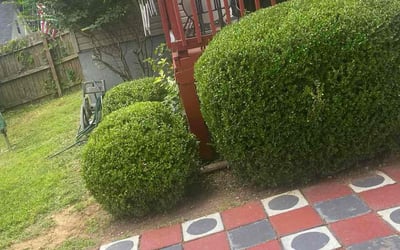 Photo of Penelope B.'s yard after getting tree care in Murfreesboro, TN