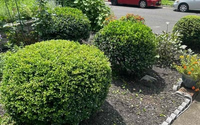 Photo of Diane M.'s yard after getting landscaping in Sewell, NJ