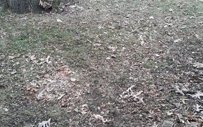 Photo of Benjamin W.'s yard after getting landscaping in Lakeland, MN