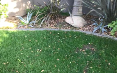 Photo of ALge M.'s yard after getting landscaping in Taft, CA