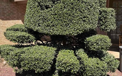 Photo of Randy D.'s yard after getting landscaping in Lubbock, TX