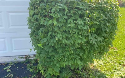 Photo of David U.'s yard after getting landscaping in Liberty, IN