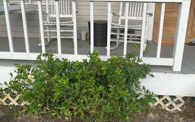 Photo of Kelly M.'s yard after getting landscaping in Greensburg, LA