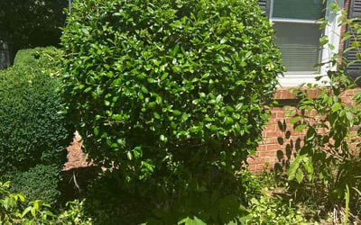 Photo of Maria A.'s yard after getting landscaping in Rockwell, NC