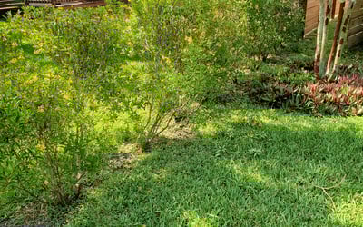 Photo of Derick K.'s yard after getting tree care in Tarpon Springs, FL