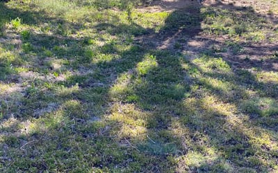 Photo of Laura G.'s yard after getting landscaping in Palmer Lake, CO