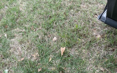 Photo of Mark W.'s yard after getting landscaping in Memphis, TN