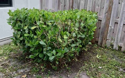 Photo of Maria C.'s yard after getting landscaping in Hallandale, FL