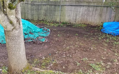Photo of Priya S.'s yard after getting landscaping in Scappoose, OR