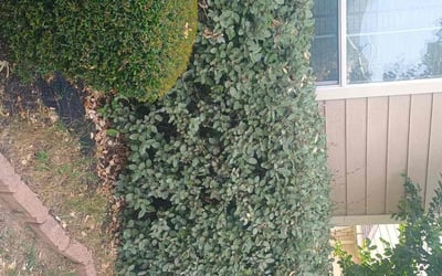 Photo of Dean H.'s yard after getting landscaping in Cedar Park, TX