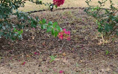 Photo of John M.'s yard after getting tree care in Union City, GA