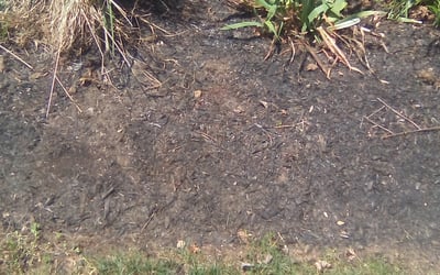 Photo of Debra M.'s yard after getting landscaping in Orefield, PA