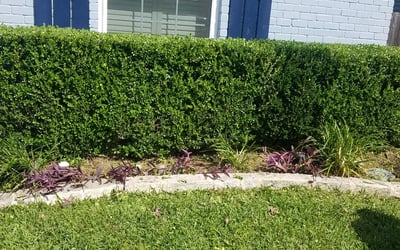 Photo of Jessica M.'s yard after getting landscaping in Thrall, TX