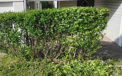 Photo of Dwight B.'s yard after getting landscaping in West Mifflin, PA
