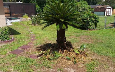Photo of Barbara H.'s yard after getting tree care in Largo, FL