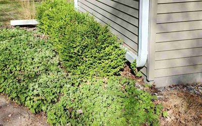 Photo of Jana W.'s yard after getting landscaping in Rochester, MN