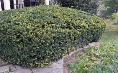 Photo of Justin B.'s yard after getting landscaping in Libertytown, MD