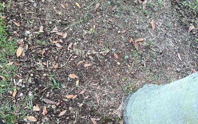 Photo of Catherine C.'s yard after getting landscaping in Killarney, FL