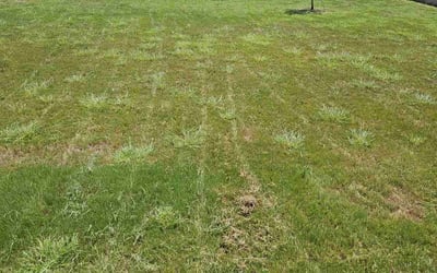 Photo of Sharon M.'s yard after getting landscaping in Dobbin, TX