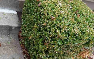 Photo of Shumeeke W.'s yard after getting tree care in Springfield, MO