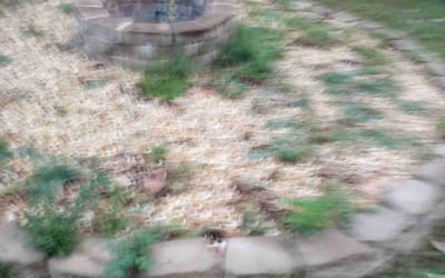 Photo of Sheri B.'s yard after getting tree care in Jasper, GA