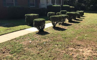 Photo of James W.'s yard after getting landscaping in Montpelier, VA