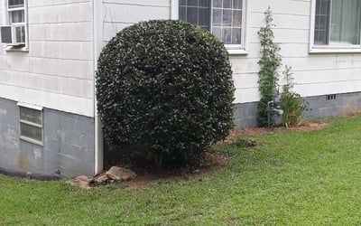 Photo of Teshia R.'s yard after getting tree care in Union City, GA