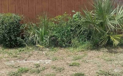 Photo of Michelle M.'s yard after getting landscaping in Apopka, FL