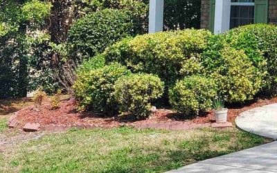 Photo of Susan F.'s yard after getting landscaping in Manchester, GA