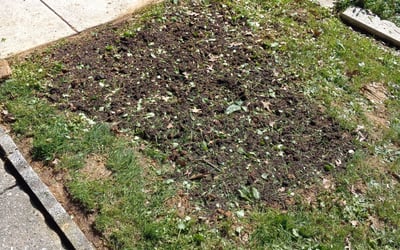 Photo of Jose M.'s yard after getting landscaping in Garnet Valley, PA
