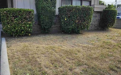 Photo of Anita C.'s yard after getting landscaping in South Gate, CA
