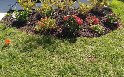 Photo of Maria M.'s yard after getting landscaping in Brooksville, FL