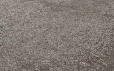 Photo of Nick P.'s yard after getting landscaping in Purcell, OK