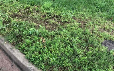 Photo of Megan B.'s yard after getting landscaping in Skiatook, OK