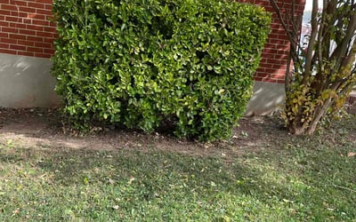 Photo of Angela L.'s yard after getting landscaping in Harwood, MD