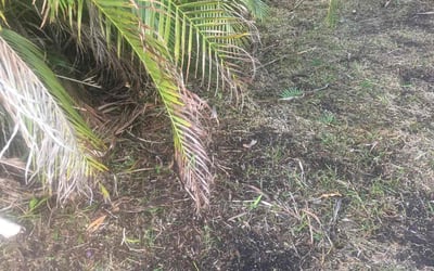 Photo of Michael P.'s yard after getting landscaping in Hallandale, FL