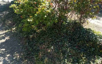 Photo of Elton G.'s yard after getting landscaping in Venice, CA