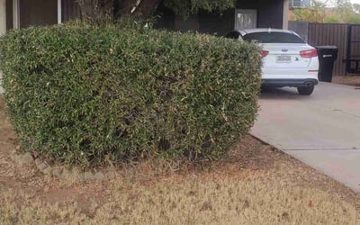 Photo of Linda G.'s yard after getting tree care in Phoenix, AZ