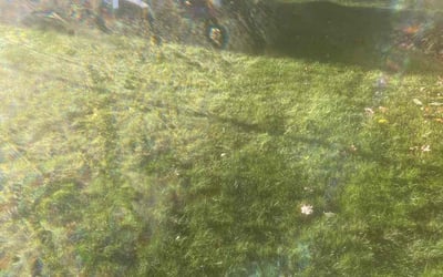 Photo of Mark M.'s yard after getting landscaping in Mansfield, MA