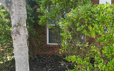 Photo of Taylor B.'s yard after getting landscaping in Canton, GA