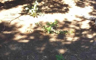Photo of April C.'s yard after getting landscaping in Tualatin, OR