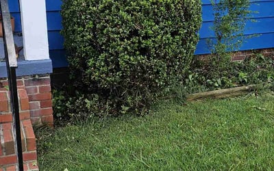 Photo of Mary M.'s yard after getting tree care in Ashland, VA