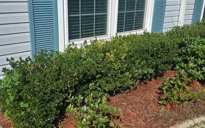 Photo of Cindy H.'s yard after getting landscaping in Plymouth, FL