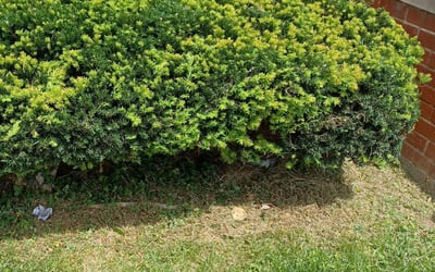 Photo of Beverly W.'s yard after getting landscaping in Sandy Spring, MD