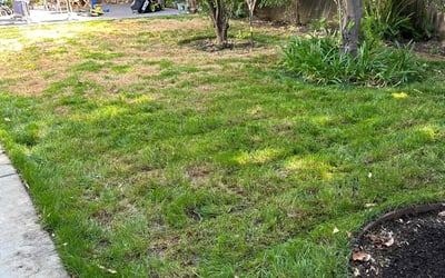 Photo of Larry C.'s yard after getting tree care in Salinas, CA