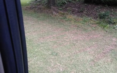 Photo of Patricia S.'s yard after getting landscaping in Gay, GA