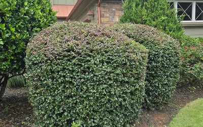 Photo of Charles O.'s yard after getting tree care in Mcdonough, GA