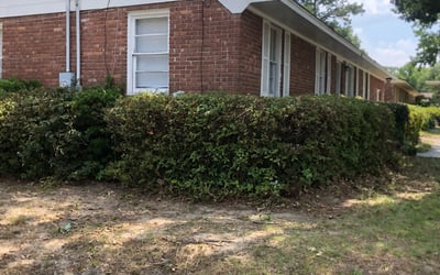Photo of Nikolette B.'s yard after getting tree care in Mount Pleasant, SC